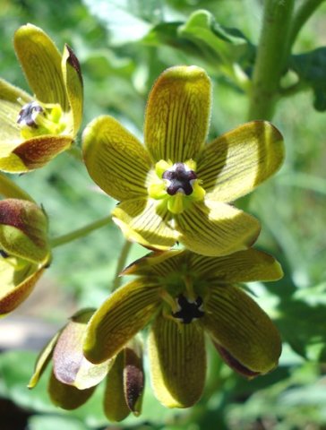 Schizoglossum hamatum flowering